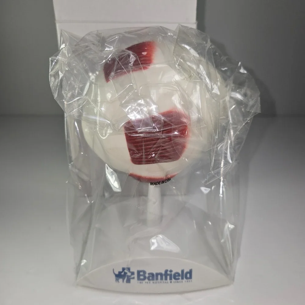 Banfield‎ Eye Anatomy Model Educational Teaching Tool